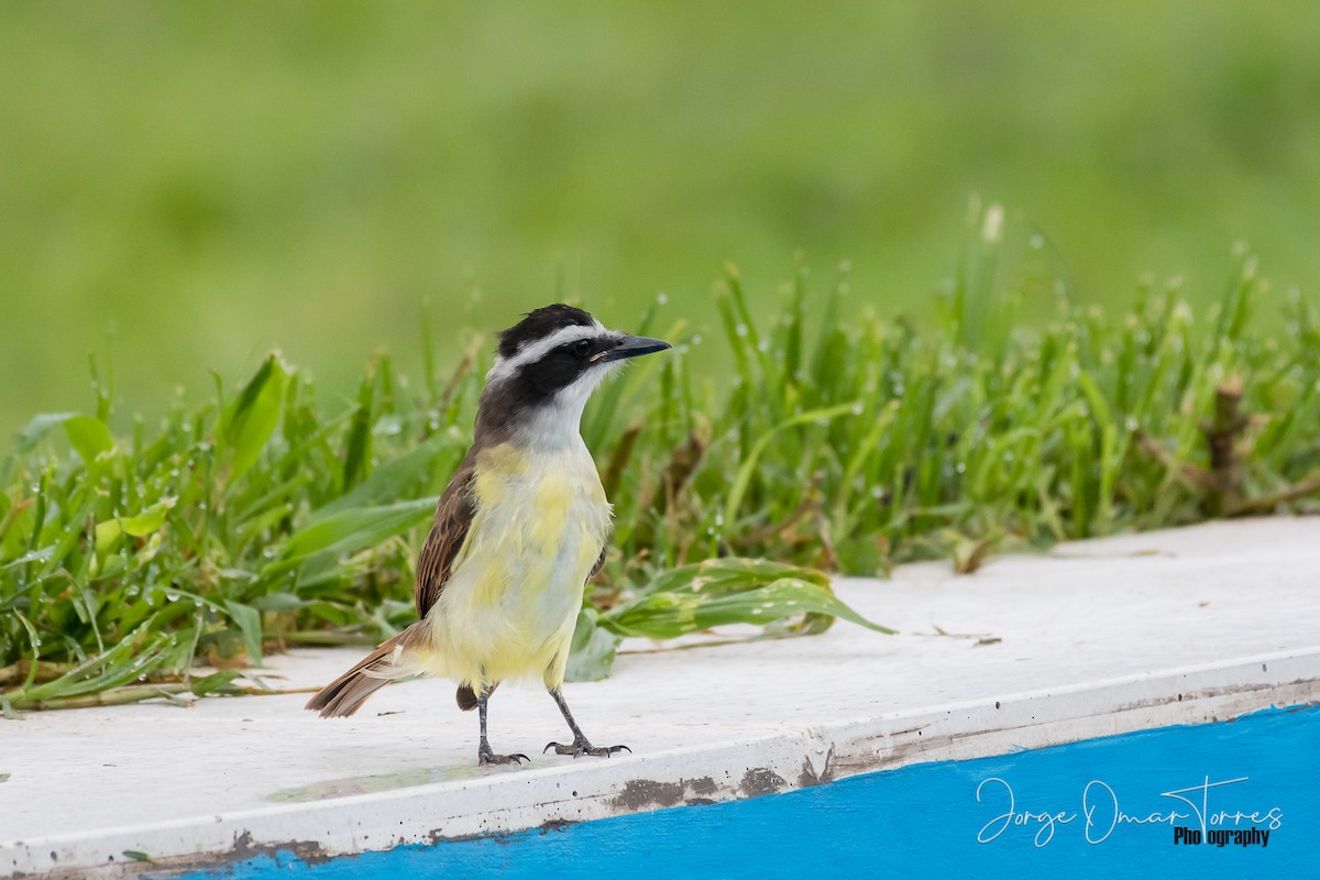 Great Kiskadee - ML202098101