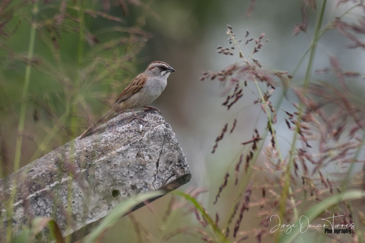 Yungas Sparrow - ML202098201