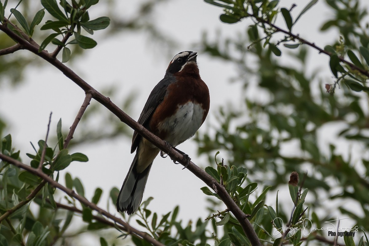 Black-and-chestnut Warbling Finch - Jorge Omar Torres