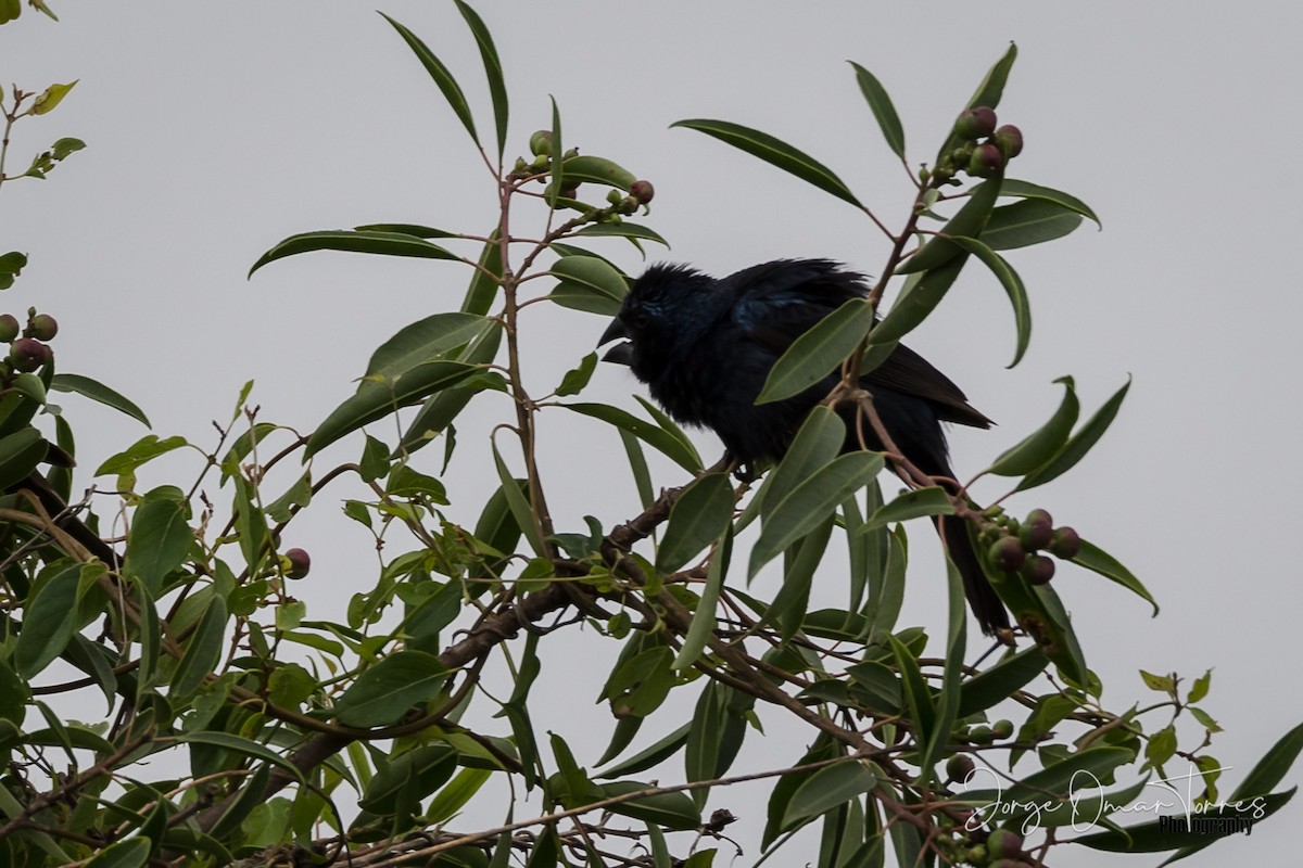 Ultramarine Grosbeak - ML202098371