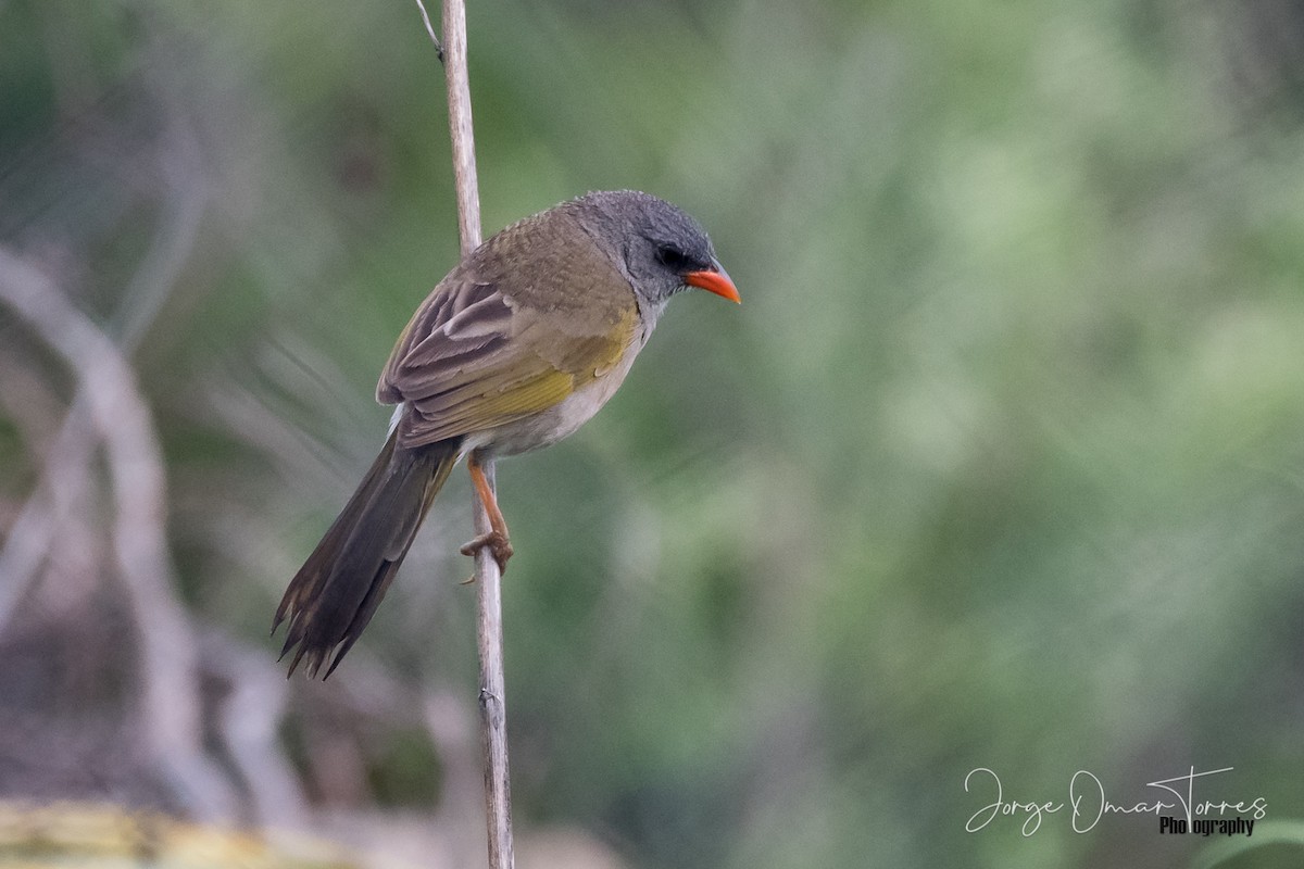 Great Pampa-Finch - ML202098581