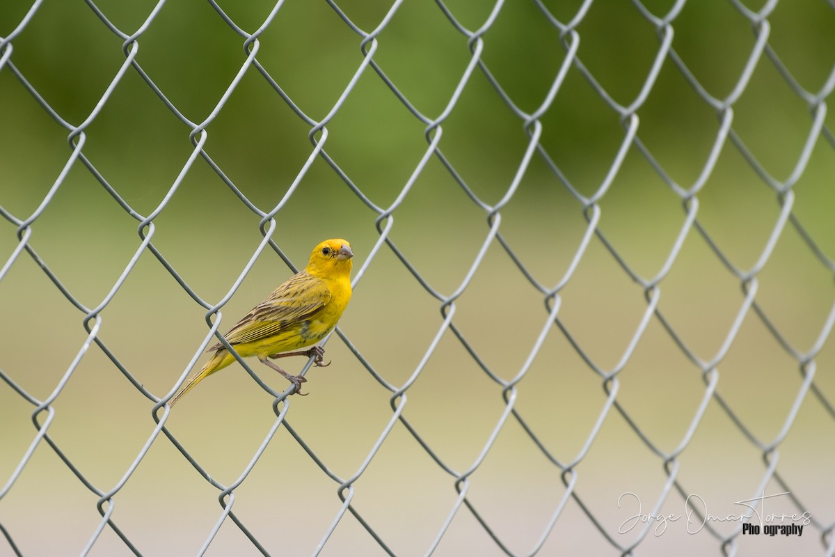 Saffron Finch - ML202098591