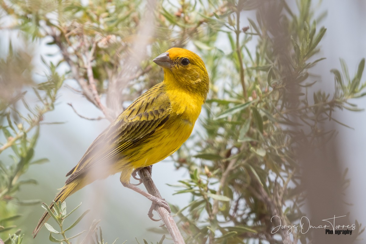 Saffron Finch - ML202098631