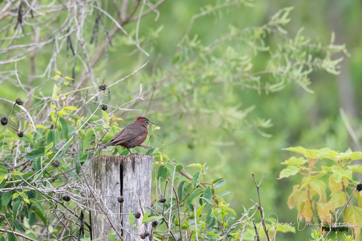 Red-crested Finch - ML202099031