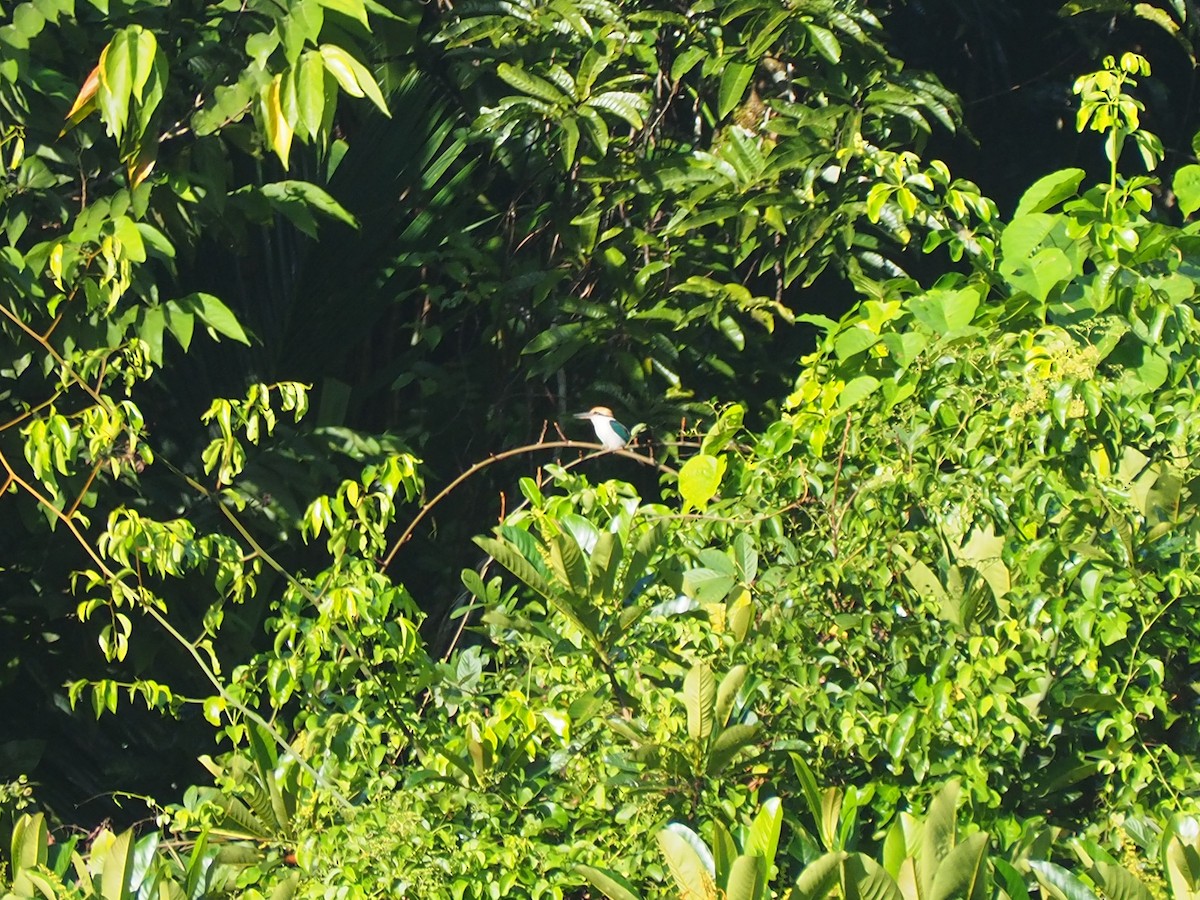 Palau Kingfisher - ML202099351