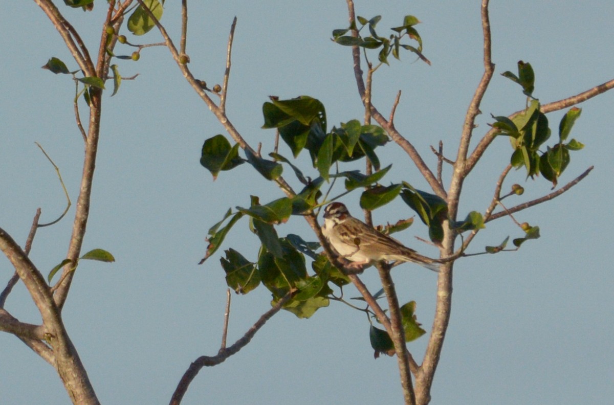 Lark Sparrow - Luis Trinchan