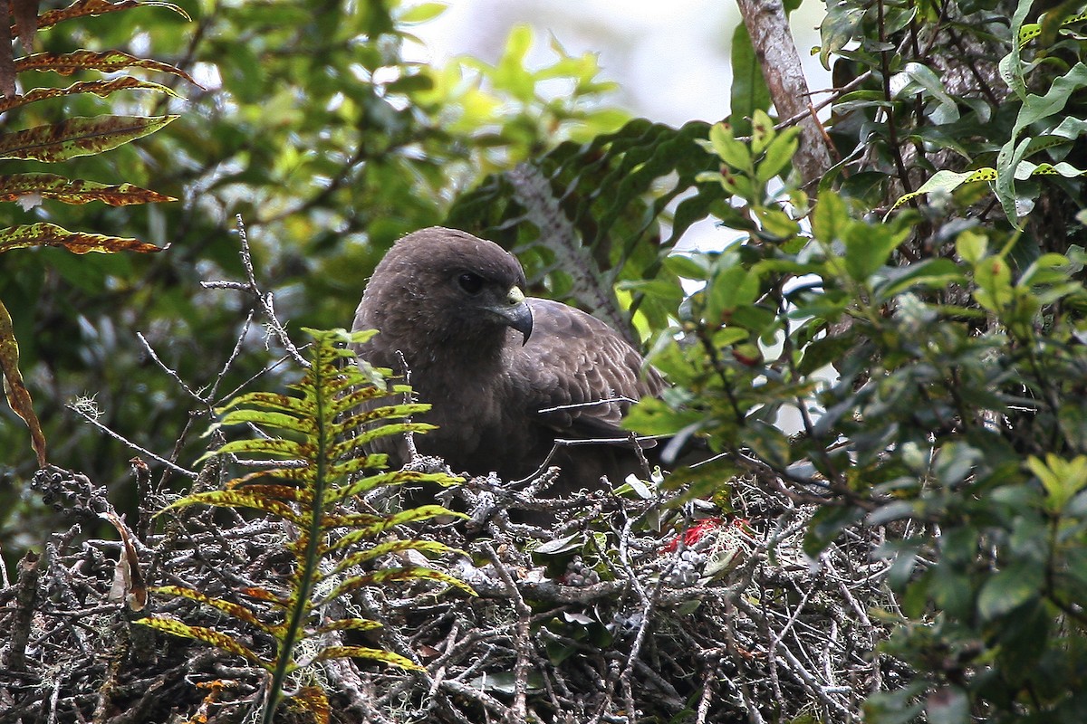 Hawaiian Hawk - ML20209951