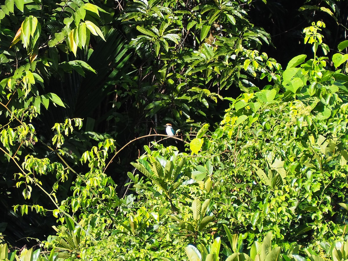 Palau Kingfisher - ML202099611