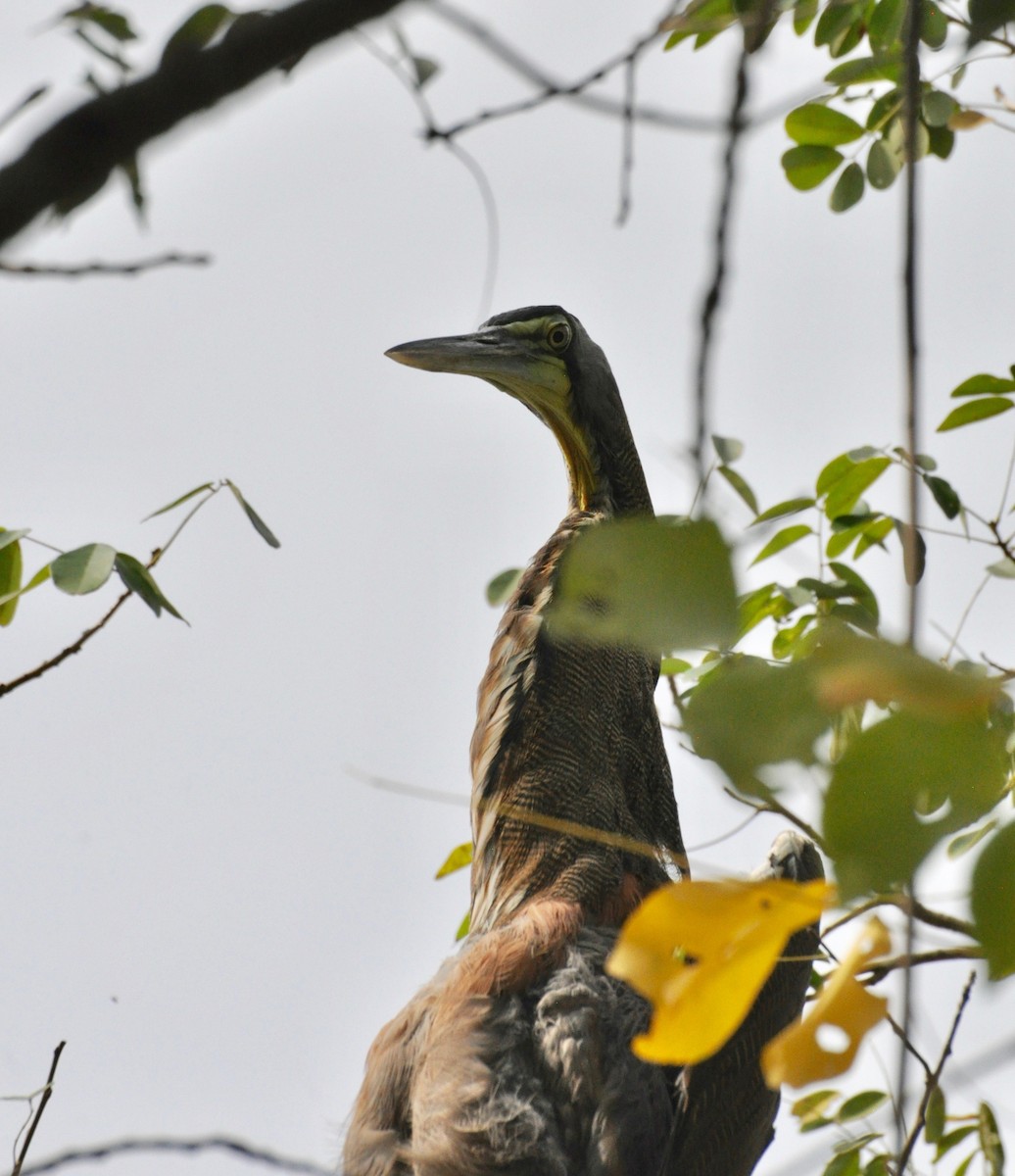 Bare-throated Tiger-Heron - Frances Tackaberry