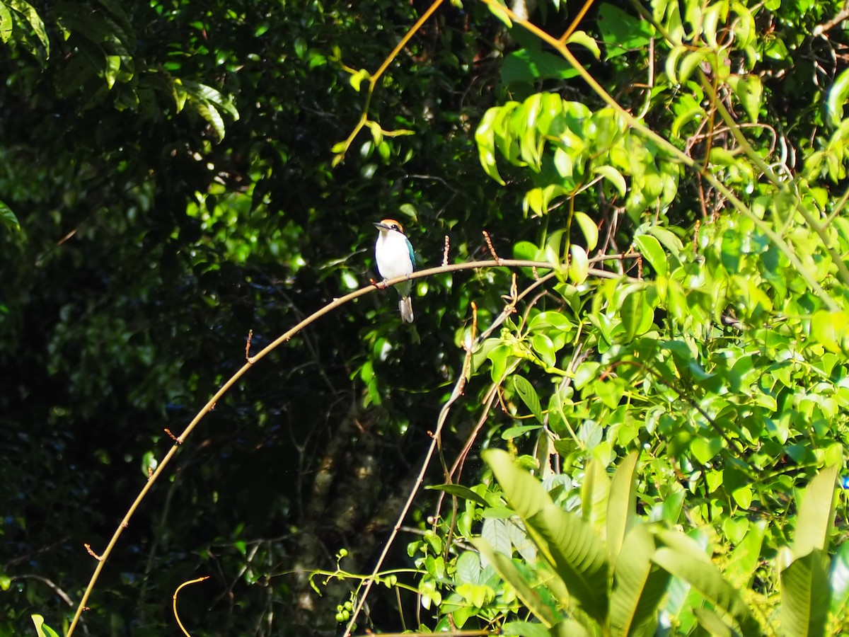 Palau Kingfisher - ML202099851