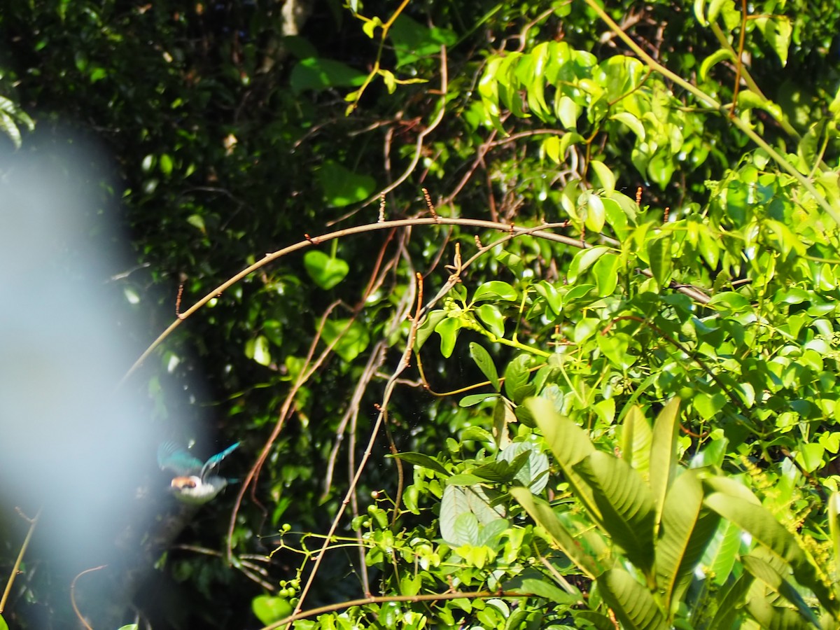 Palau Kingfisher - ML202099891