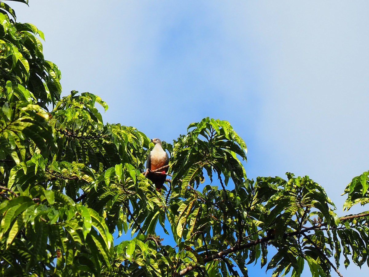 Микронезийский плодовый голубь - ML202099961