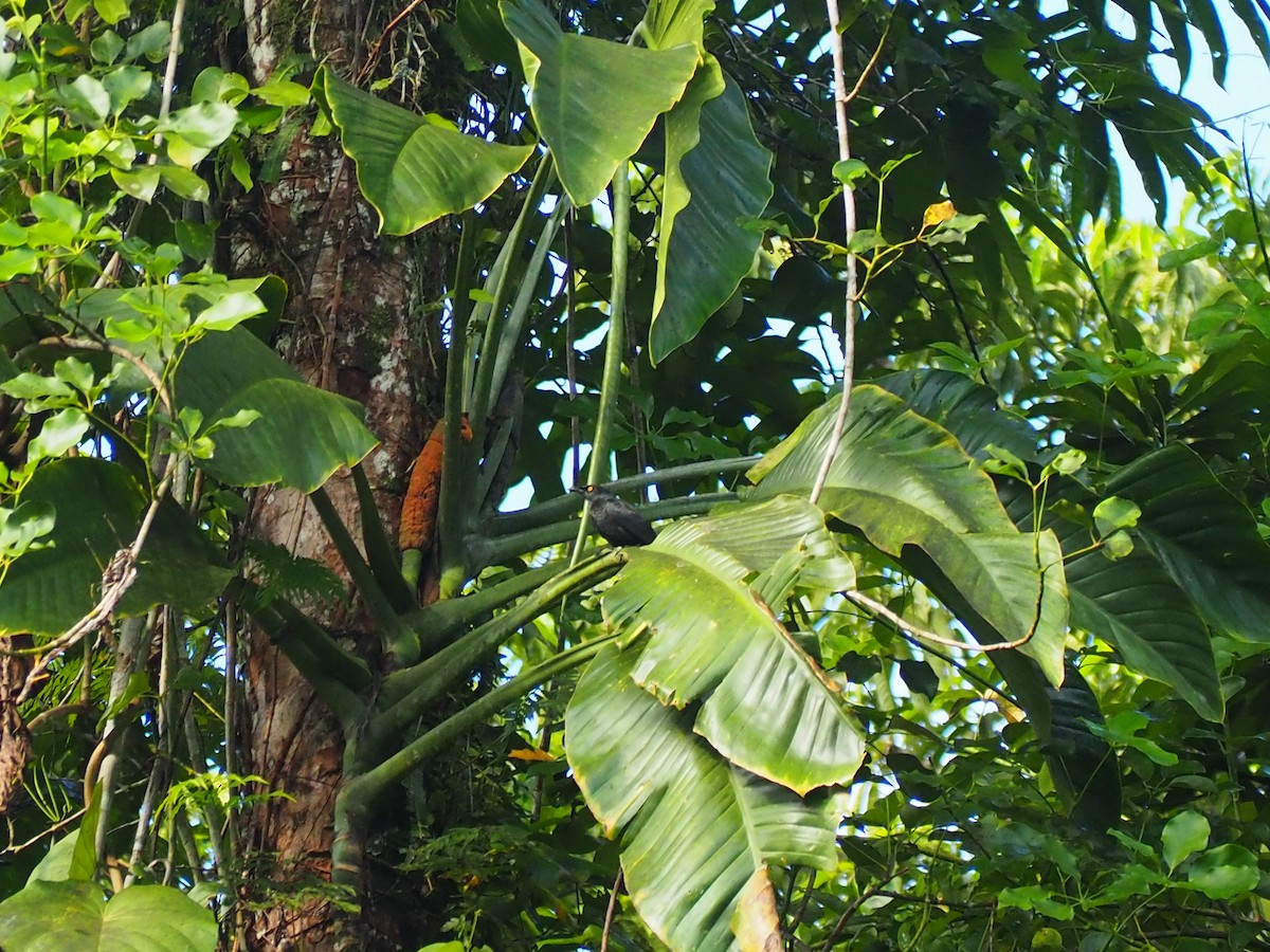 Micronesian Starling - ML202100101