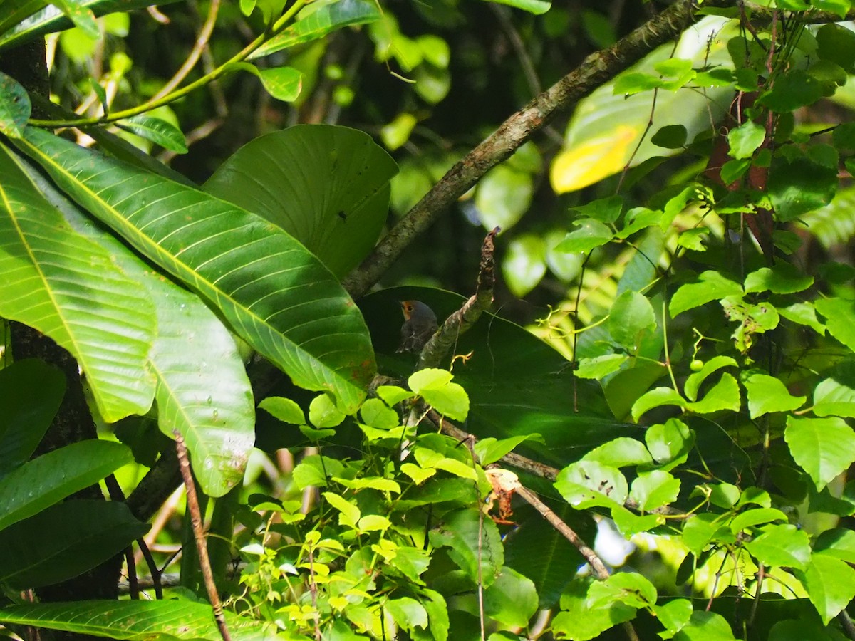 Palau Flycatcher - ML202100271