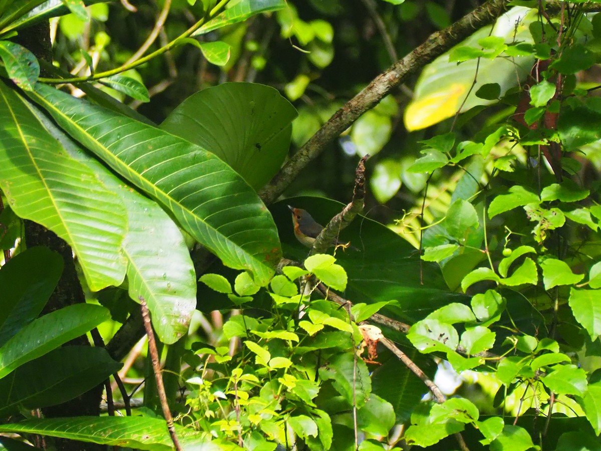 Palau Flycatcher - ML202100321