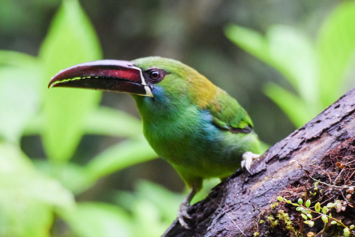 Toucanet à croupion rouge - ML202100341