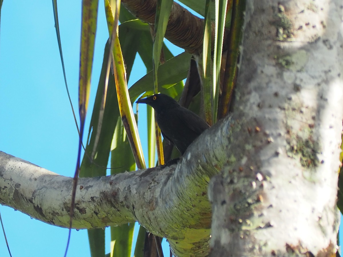 Micronesian Starling - ML202100581