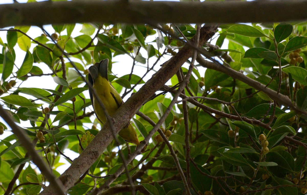 Western Tanager - ML202100681