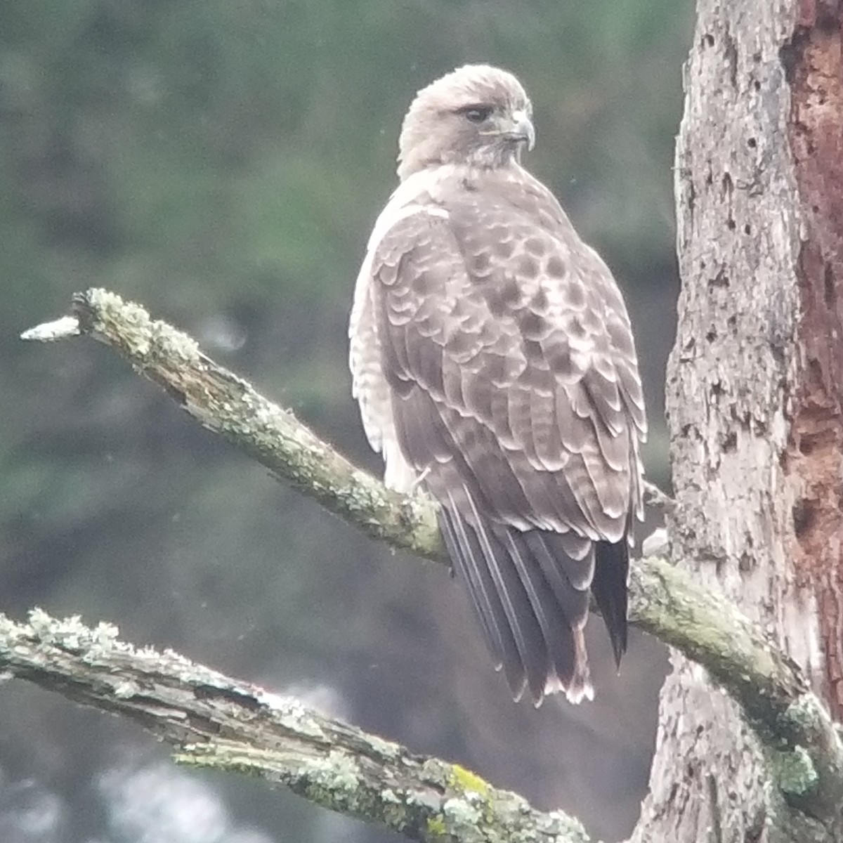 Red-tailed Hawk - ML202101911