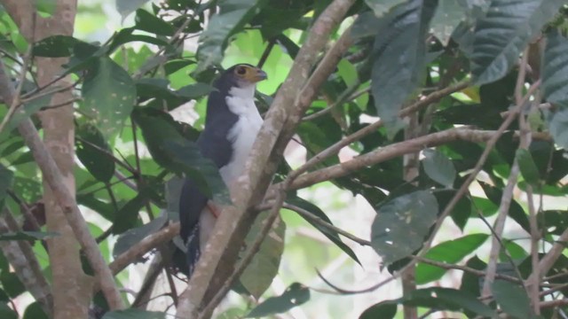 Slaty-backed Forest-Falcon - ML202102561