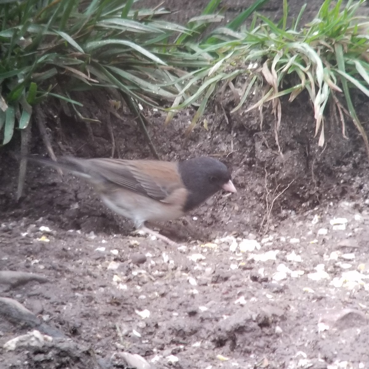 Dark-eyed Junco (Oregon) - ML202102571