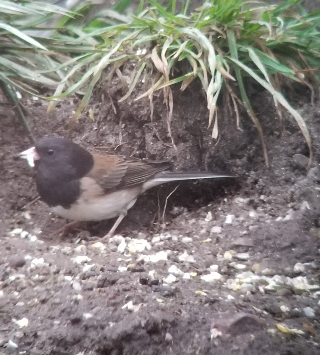 Dark-eyed Junco (Oregon) - ML202102631