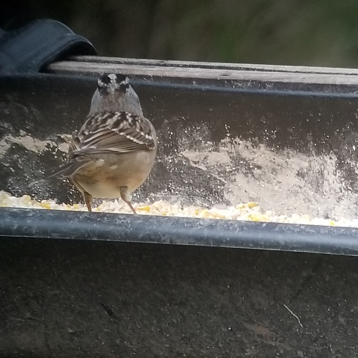 White-crowned Sparrow - Donald Pendleton