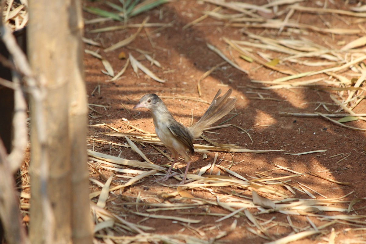 Brown Prinia - ML202102941