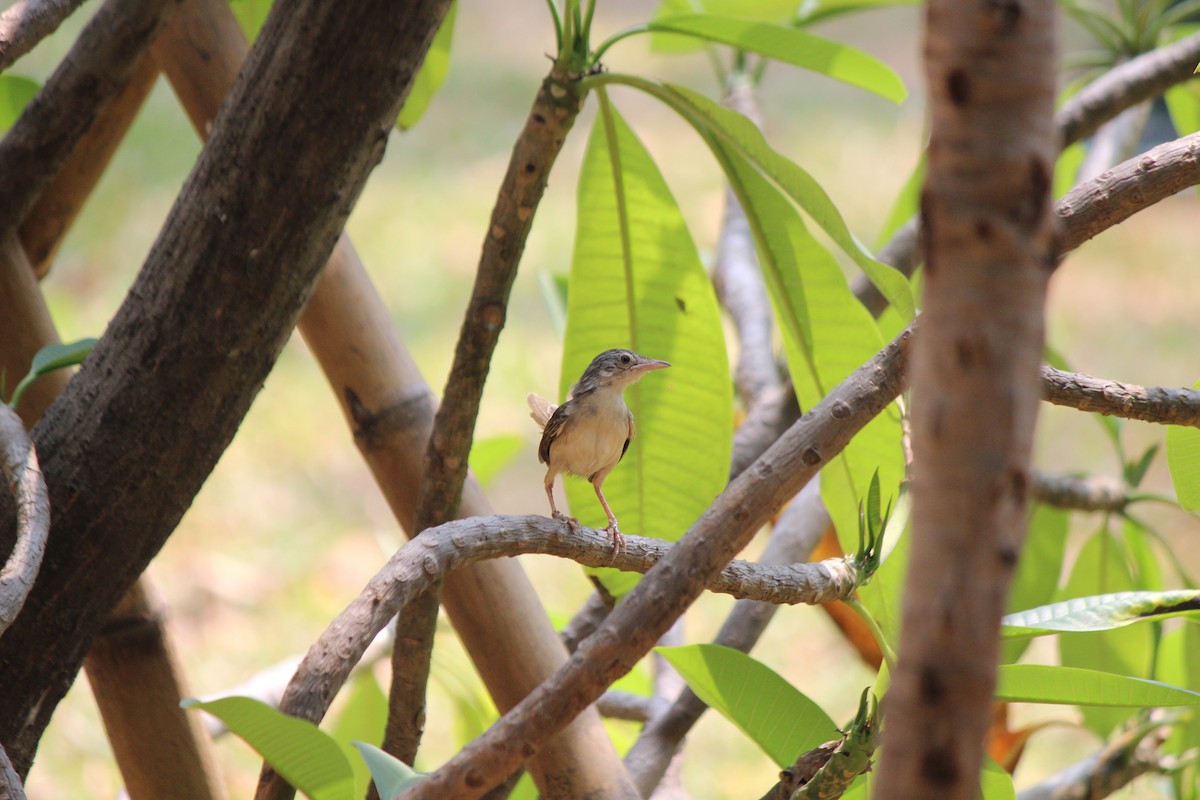 Brown Prinia - Steven Kurniawidjaja