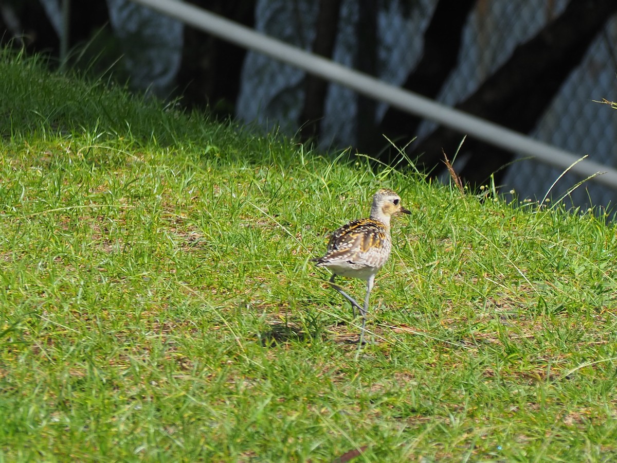 Pacific Golden-Plover - ML202103251