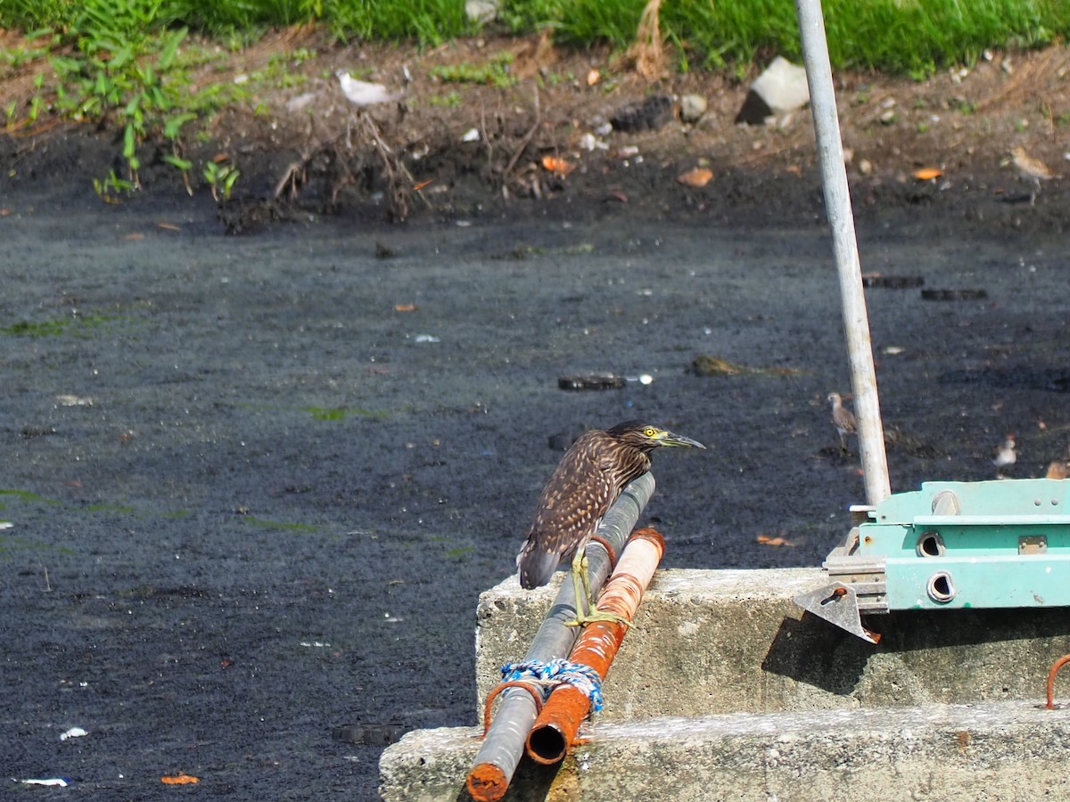 Nankeen Night Heron - ML202103281