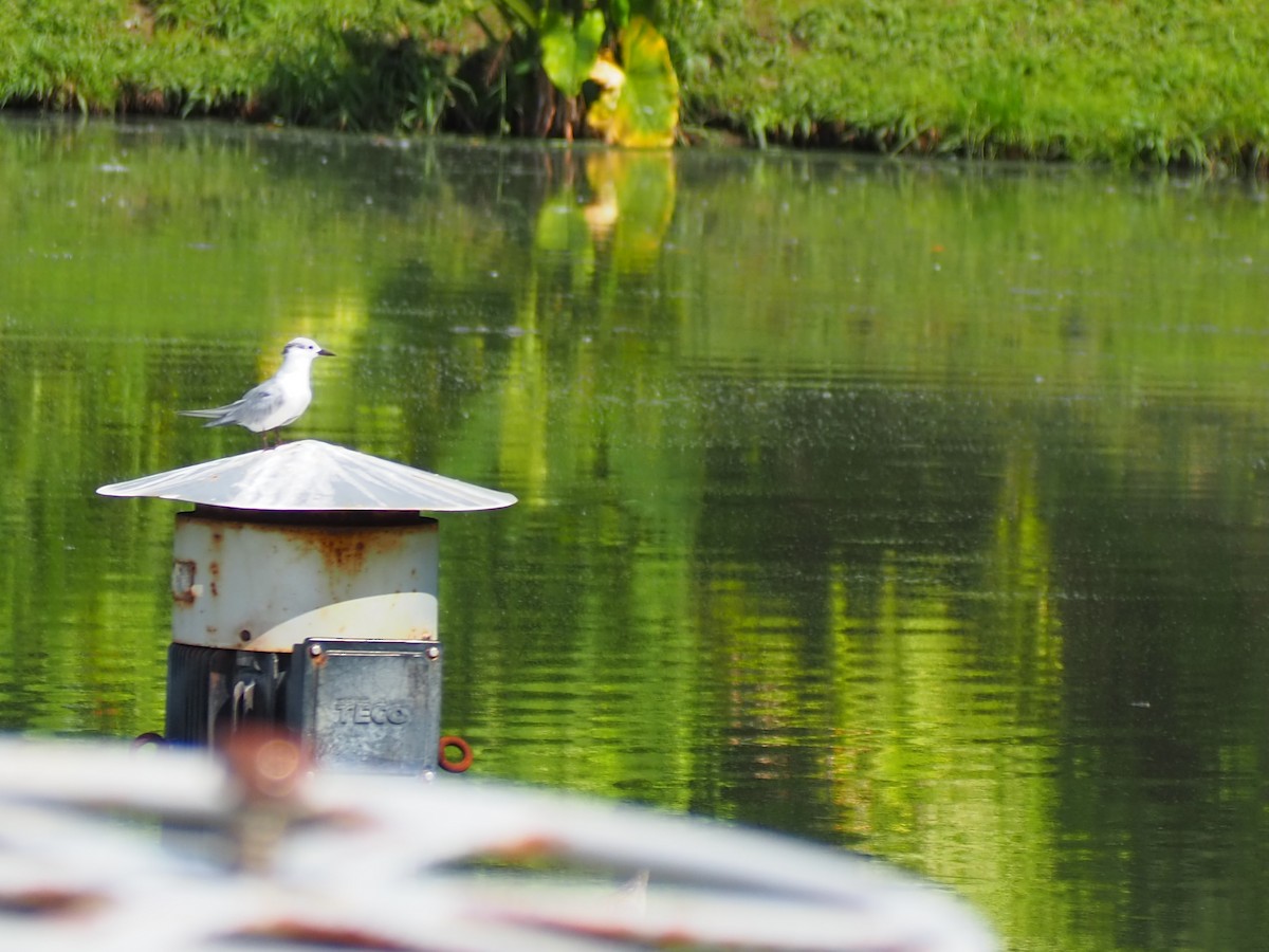 Black-naped Tern - ML202103361