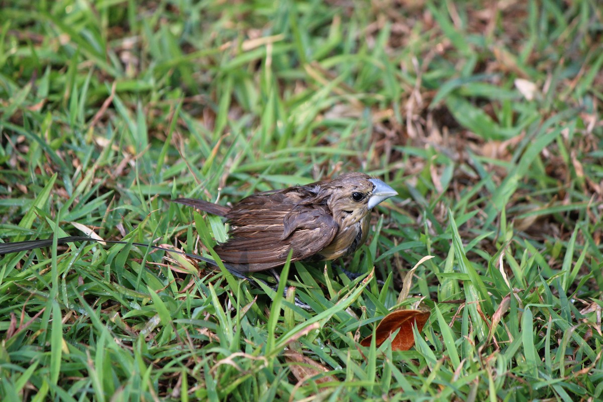 White-headed Munia - ML202103551