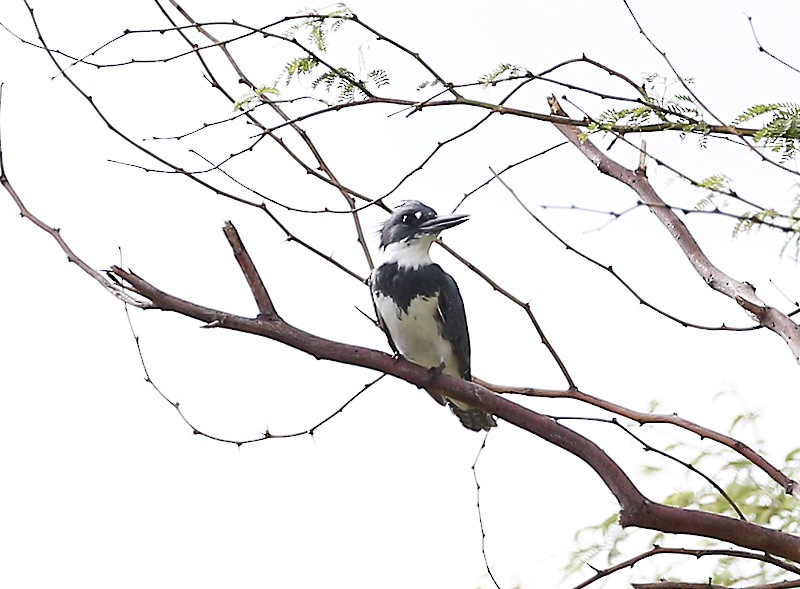 Belted Kingfisher - Michael Walther