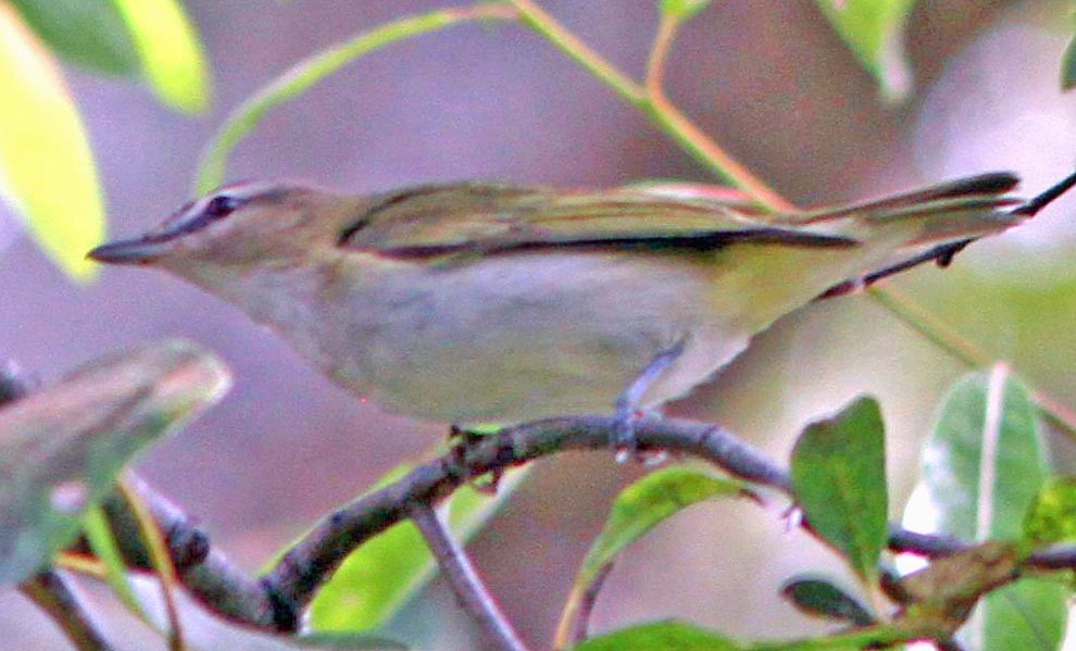 Red-eyed Vireo - Don Roberson