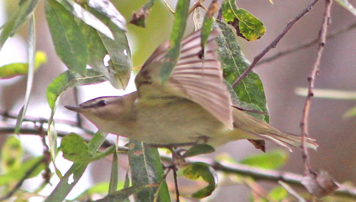 Red-eyed Vireo - Don Roberson