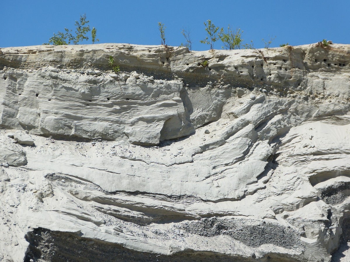 Bank Swallow - ML202105071