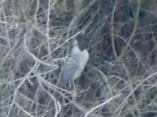 Black-crowned Night Heron - ML202105191