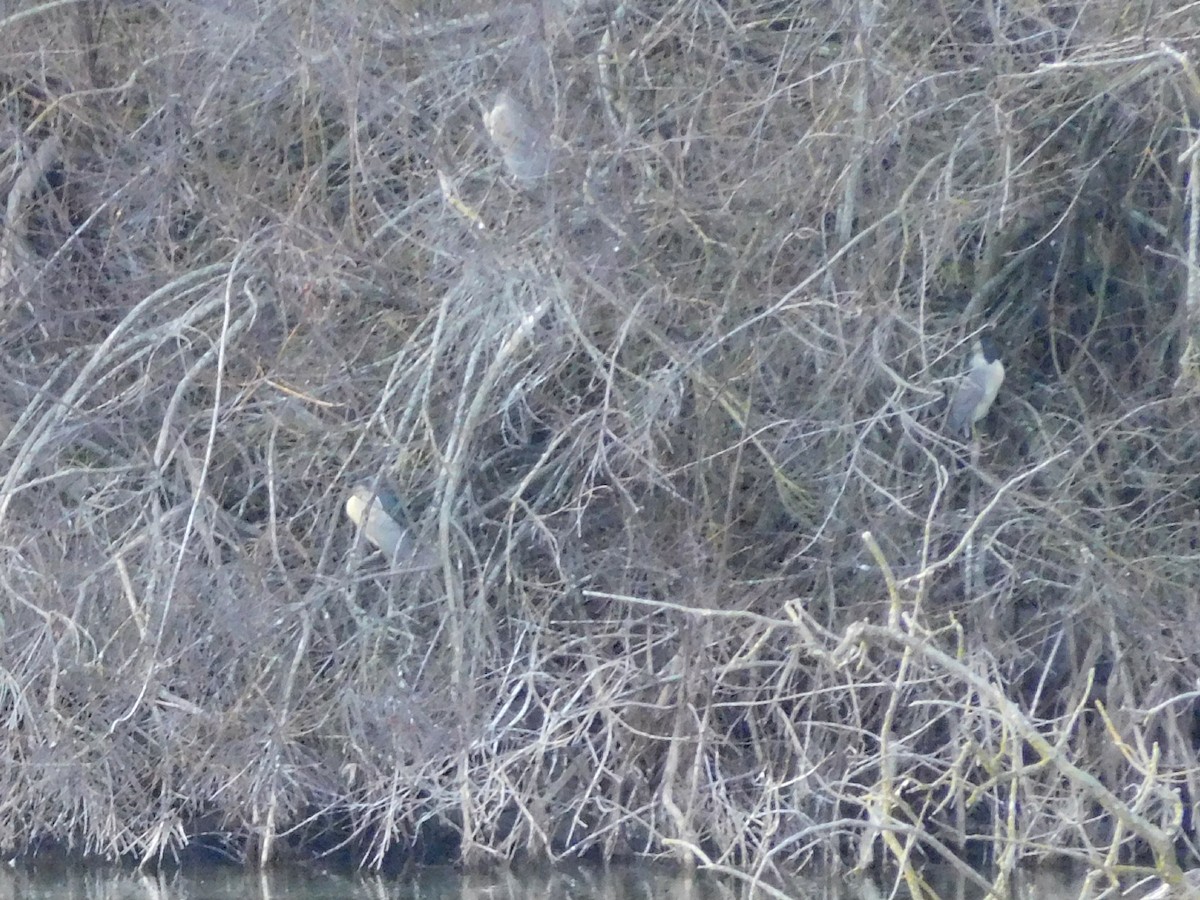 Black-crowned Night Heron - ML202105251