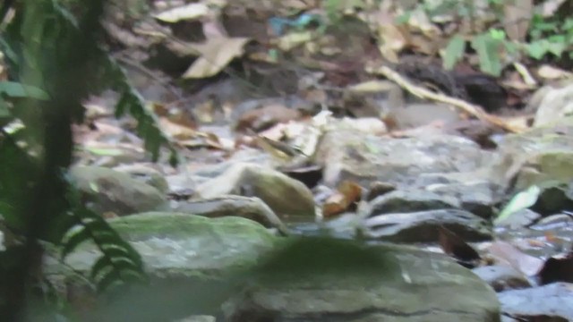 Louisiana Waterthrush - ML202107511