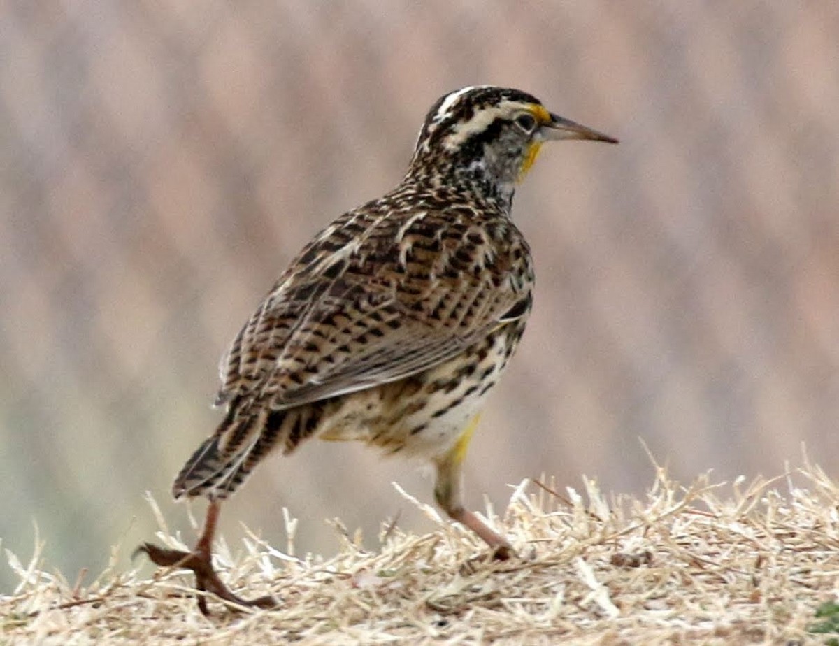 Western Meadowlark - ML202108921