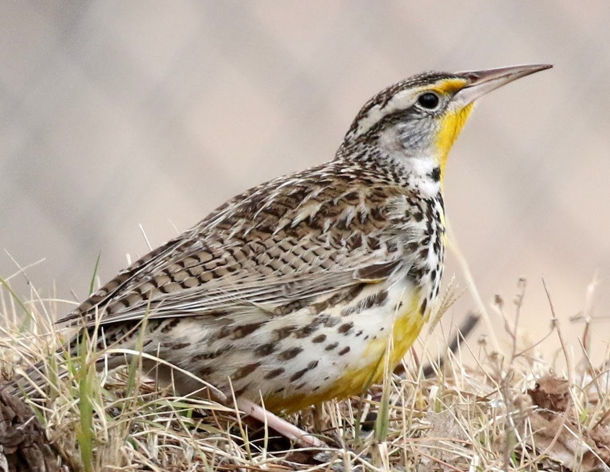 Western Meadowlark - ML202109101