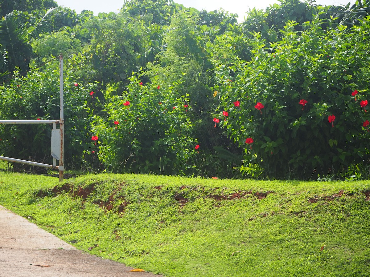 Micronesian Myzomela - ML202109641