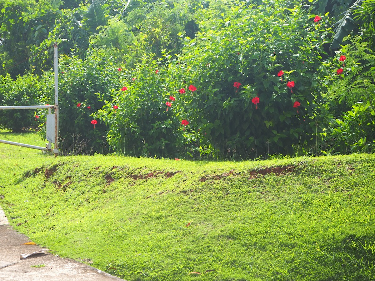 Micronesian Myzomela - ML202109661