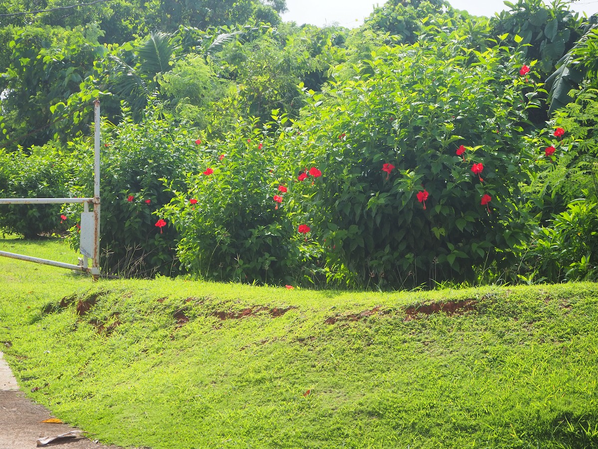 Micronesian Myzomela - ML202109681
