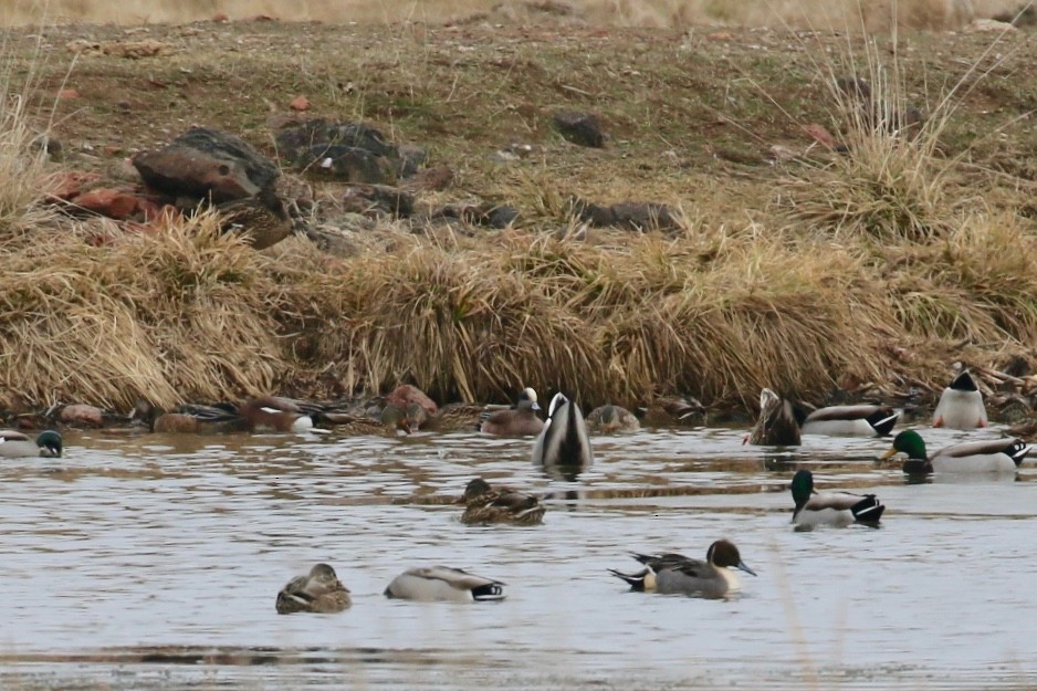 Northern Pintail - ML202110171