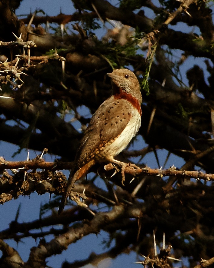 Rufous-necked Wryneck - ML202112741