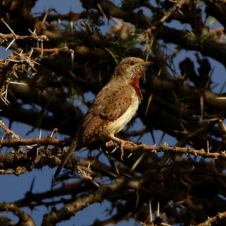 Rufous-necked Wryneck - ML202112811