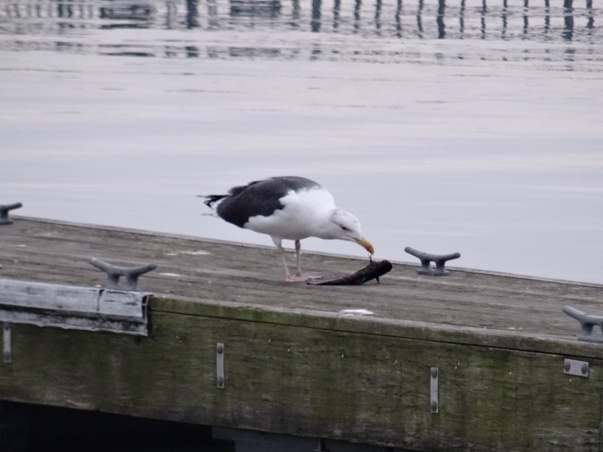 Great Black-backed Gull - ML202113251