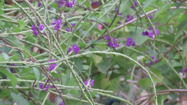 Violet-bellied Hummingbird - ML202114341